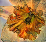 Radiating Daffodil.jpg