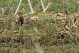 in wetland vegetation