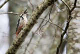 White-backed Woodpecker