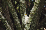 White Woodpecker