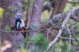Great Spotted Woodpecker (<i>Dendrocopos major</i>)