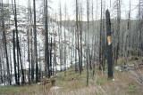 burnt forest