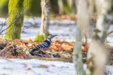 white-backed woodpecker Dendrocopos leucotos lilfordi