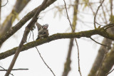 Lesser Spotted Woodpecker Dryobates minor