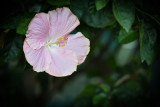 fiori e baci