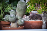 cacti