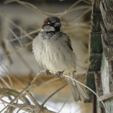 Birds of Alberta