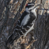 woodpeckers