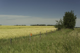 Rural Alberta