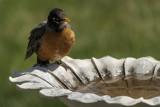 Birds of Alberta