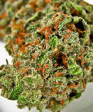 Cannabis Seeds Online | Theseedfair.com