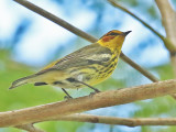 Cape May Warbler