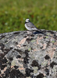 White Wagtail (White-faced)