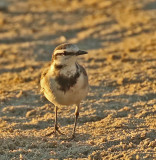 White Wagtail (Black-backed)