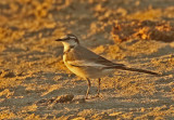 White Wagtail (Black-backed)