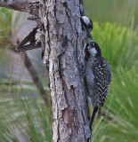 Red-cockaded Woodpecker