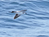 White-faced Storm-Petrel