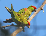 Thick-billed Parrot