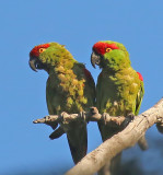 Thick-billed Parrot