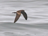 Townsends Storm-Petrel