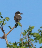 Giant Kingbird