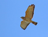 Broad-winged Hawk (Caribbean)
