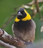 Cuban Grassquit