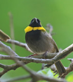 Cuban Grassquit