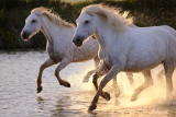 Camargue 2022