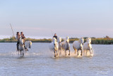 Camargue 2022