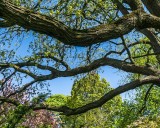 Lilac Festival 2021