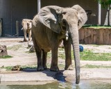 Seneca Park Zoo, June 2021