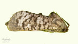 Clemens Grass-tubeworm