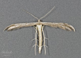 Belfrages Plume Moth # 6154