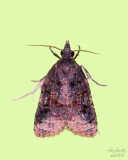 Black-Shaded Platynota Moth # 3732