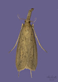 Delightful Donacaula Moth # 5316