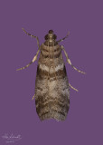 Sweetgum Leafroller Moth # 5802