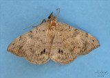 Velvetbean Caterpillar Moth #8574