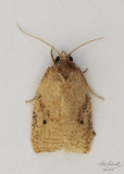 Clay-colored ( two dotted) Agonopterix Moth.
