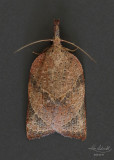 Omnivorous Platynota Moth