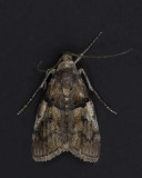 Pine Webworm Moth #5595