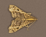 Faint-Spotted Palthis # 8398