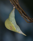 Orange-barrded Sulphur chrysalis