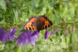 Small tortoiseshell