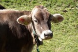 Close up of calf