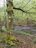 Tree with trail marker