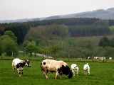Cattle Objects