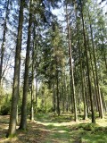 Tree Objects