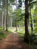 Stage 7: Forest trail