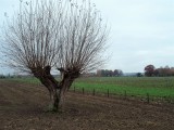 Pollard-willow in a field